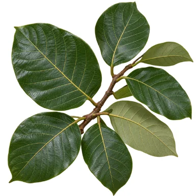 Artocarpus zeylanicus leaves