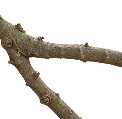 Averrhoa carambola bark