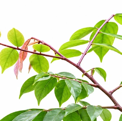 Averrhoa carambola leaves