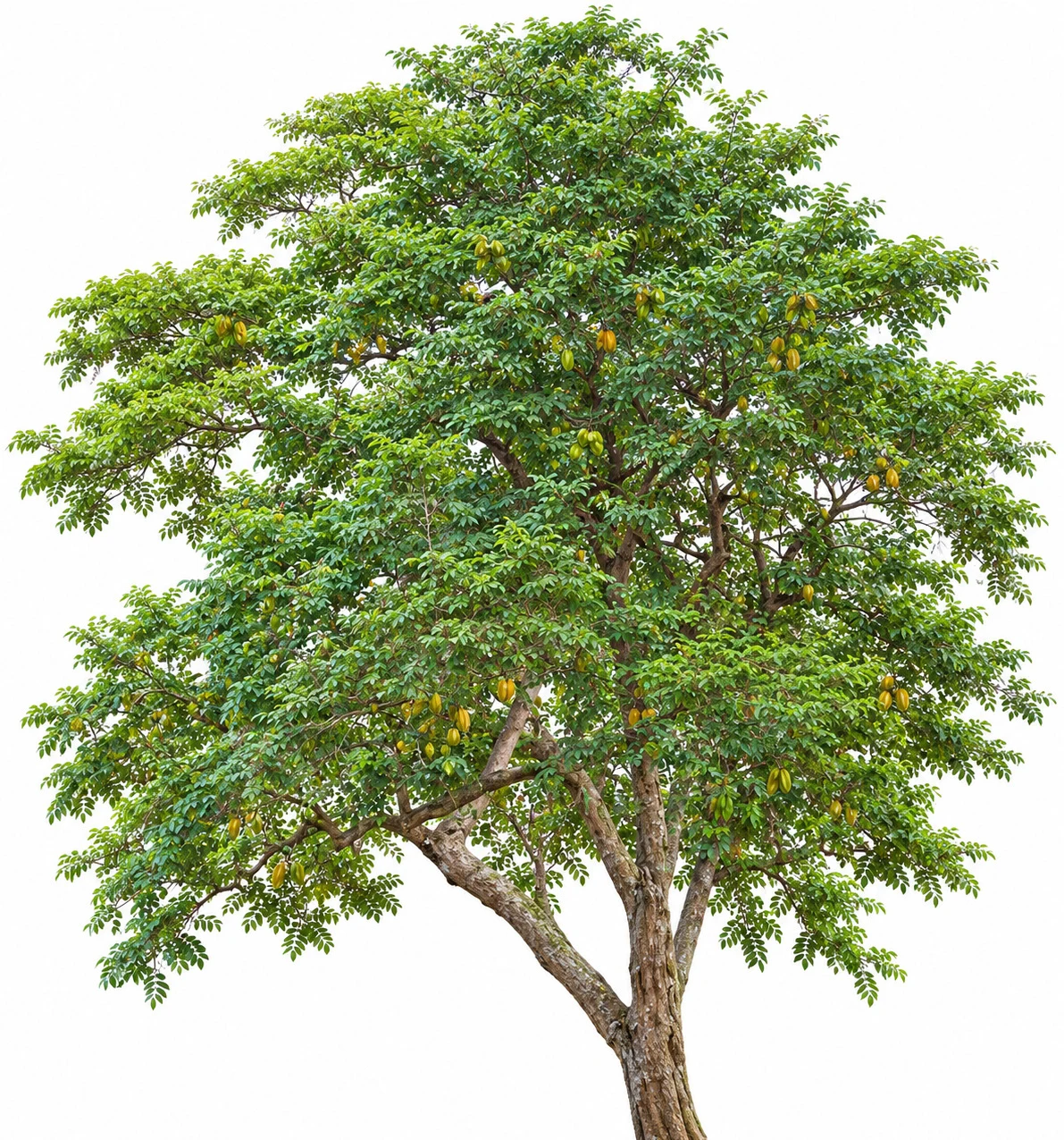 Star Fruit