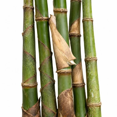 Bambusa balcooa bark
