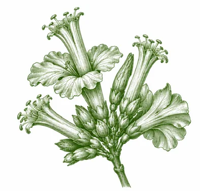 Bambusa balcooa flower