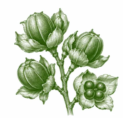 Bambusa balcooa fruit / seeds