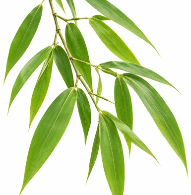 Bambusa balcooa leaves