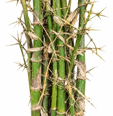 Bambusa bambos bark