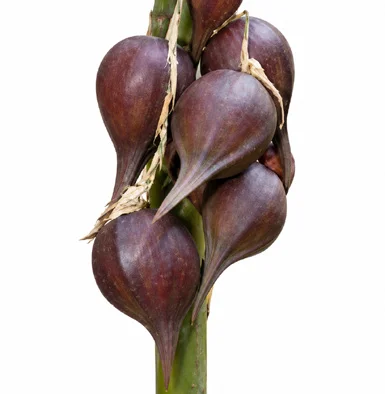 Bambusa bambos fruit / seeds