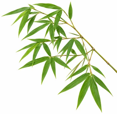 Bambusa bambos leaves