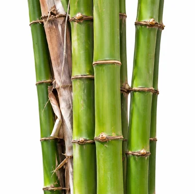 Bambusa vulgaris bark