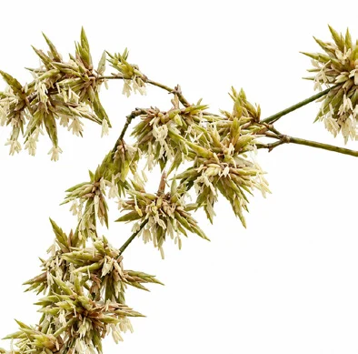 Bambusa vulgaris flower