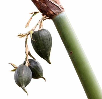 Bambusa vulgaris fruit / seeds