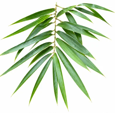 Bambusa vulgaris leaves