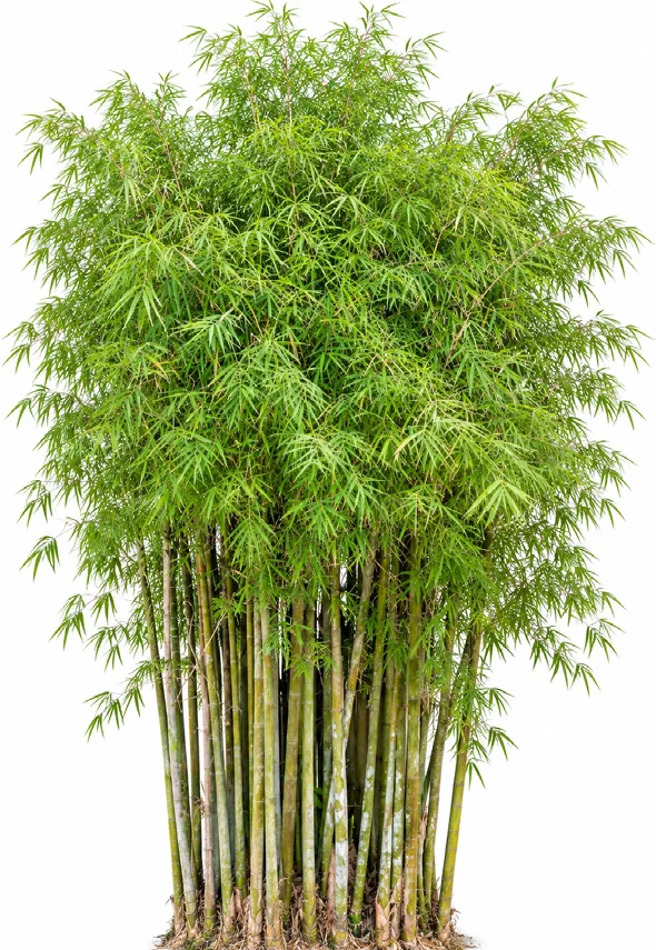 Common bamboo