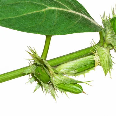 Barleria cristata bark