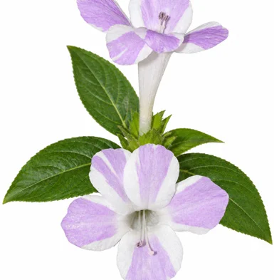 Barleria cristata flower