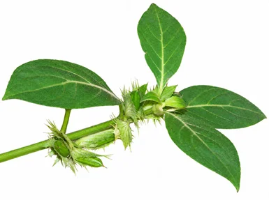 Barleria cristata fruit / seeds