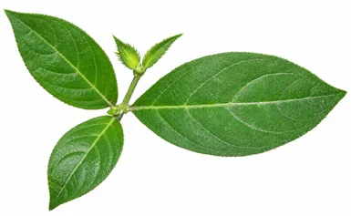 Barleria cristata leaves