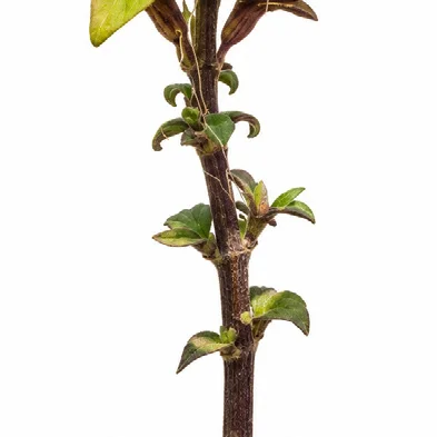 Barleria lawii bark