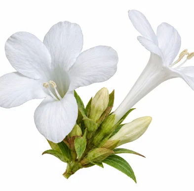 Barleria lawii flower