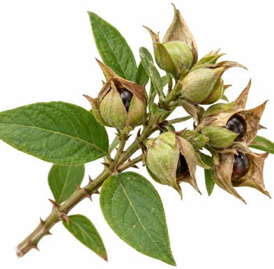 Barleria lawii fruit / seeds