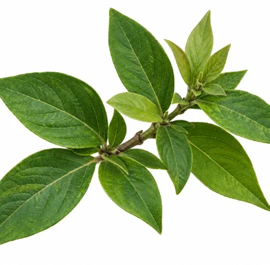 Barleria lawii leaves
