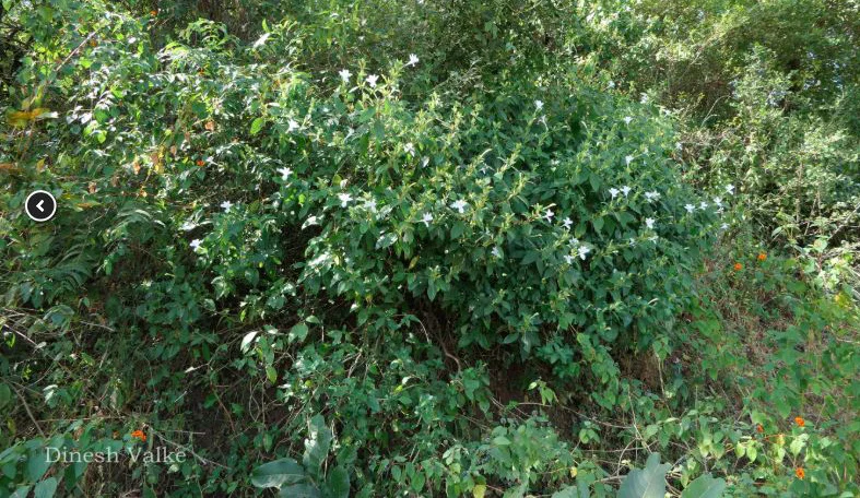 Large White Bush-Violet