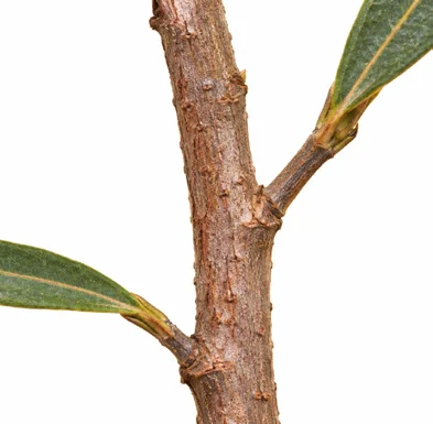 Barleria lupulina bark