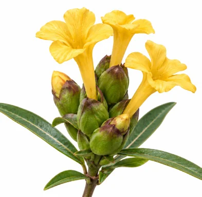 Barleria lupulina flower