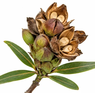 Barleria lupulina fruit / seeds