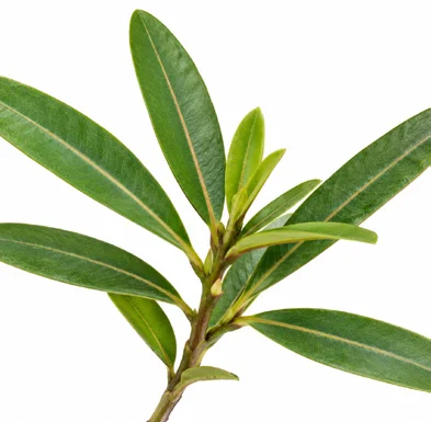 Barleria lupulina leaves