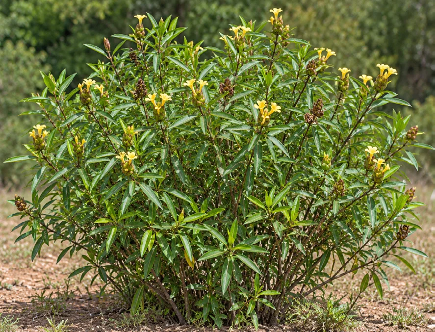 Snake bush