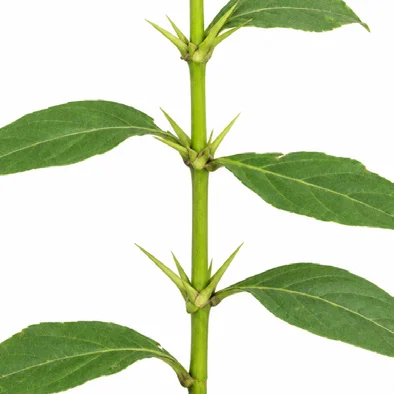 Barleria prionitis bark