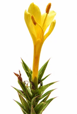 Barleria prionitis flower