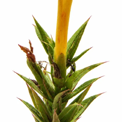 Barleria prionitis fruit / seeds