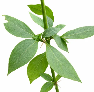 Barleria prionitis leaves