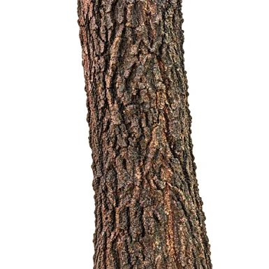 Barringtonia acutangula bark