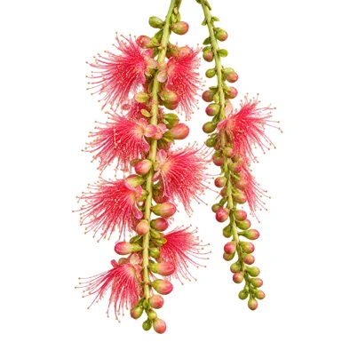 Barringtonia acutangula flower