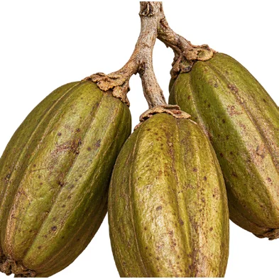 Barringtonia acutangula fruit / seeds