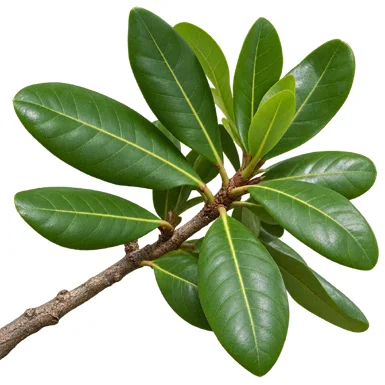 Barringtonia acutangula leaves