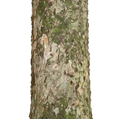 Barringtonia racemosa bark