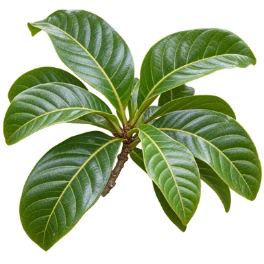 Barringtonia racemosa leaves
