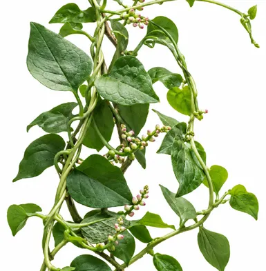 Basella alba flower
