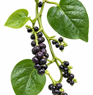 Basella alba fruit / seeds