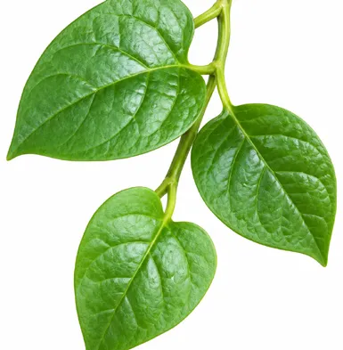 Basella alba leaves