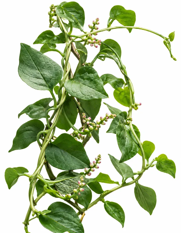 Malabar spinach