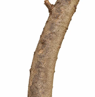 Bauhinia racemosa bark