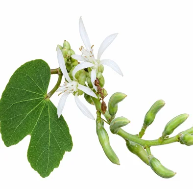 Bauhinia racemosa flower