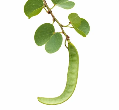 Bauhinia racemosa fruit / seeds