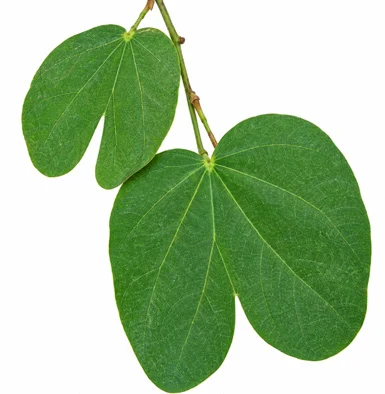 Bauhinia racemosa leaves