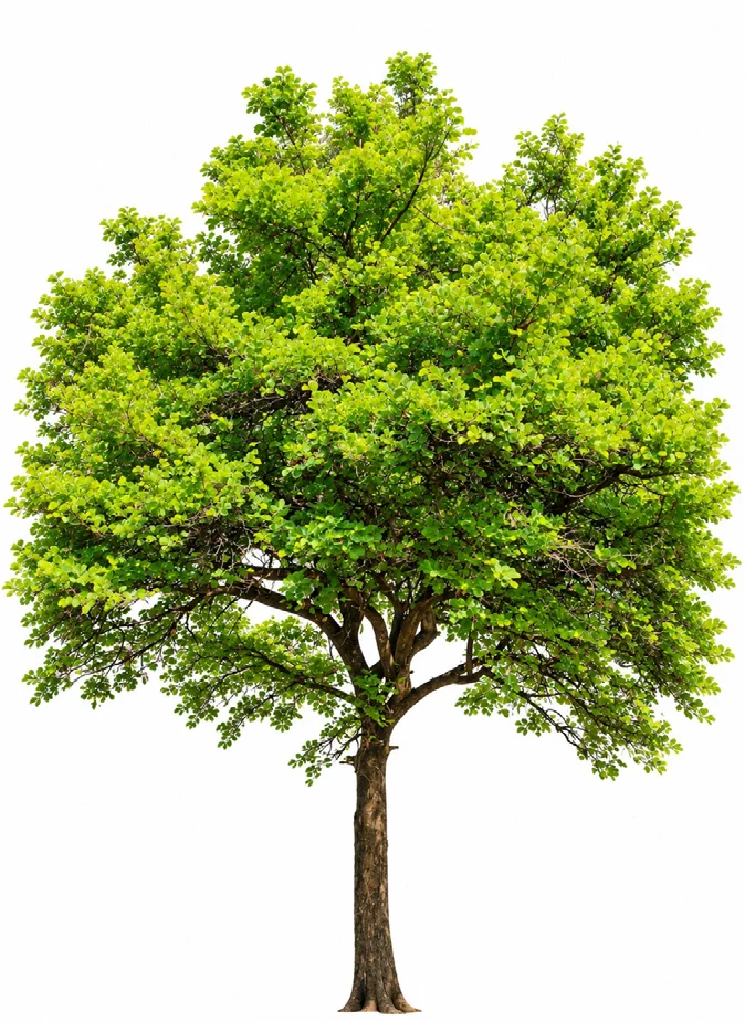 Bidi Leaf Tree
