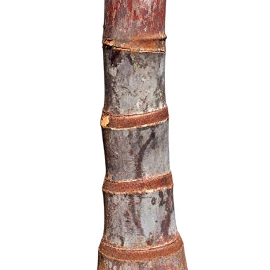 Bentinckia condapanna bark